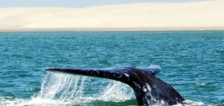Ver ballenas